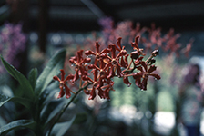 1972 Singapore