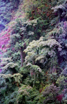 Philippine islands - Bagio in the hills of Luzon island