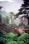 Philippine islands - Bagio in the hills of Luzon island