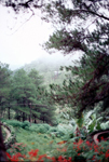 Philippine islands - Bagio in the hills of Luzon island